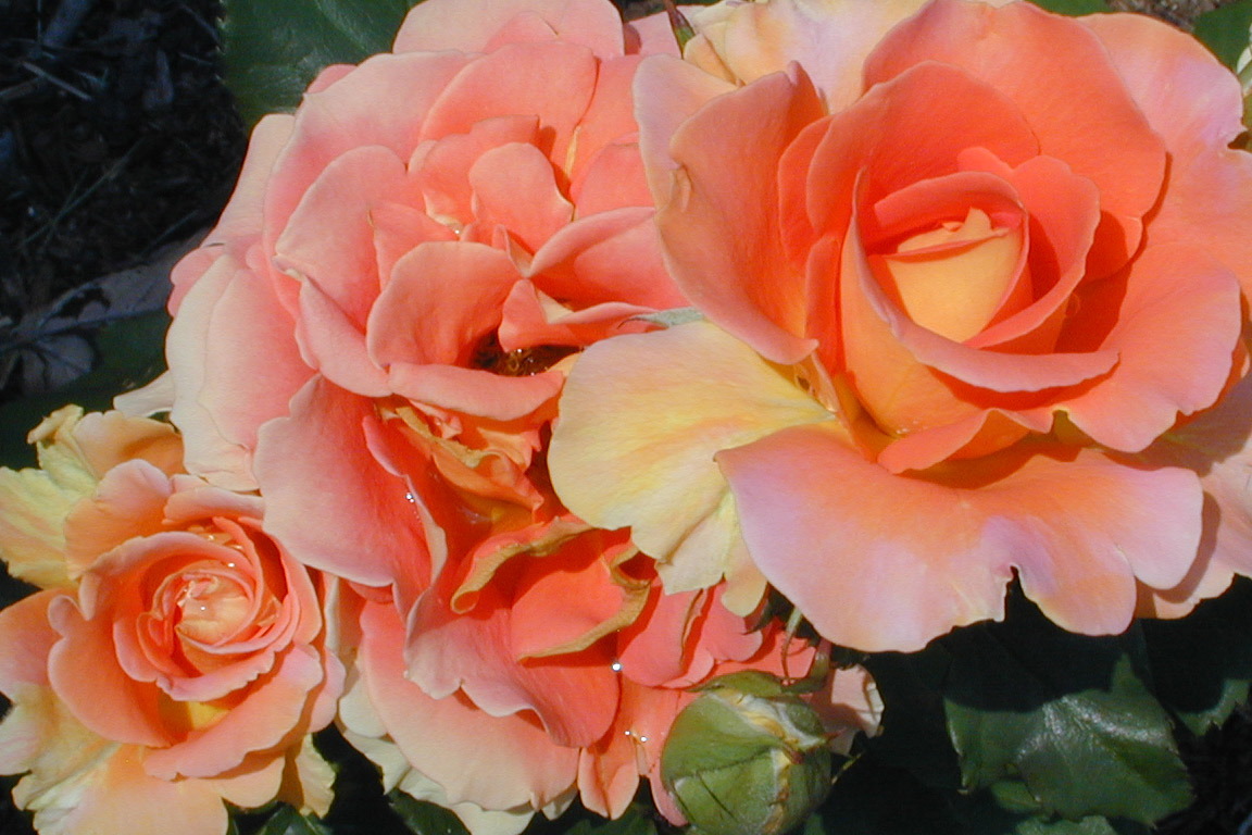 roses-5